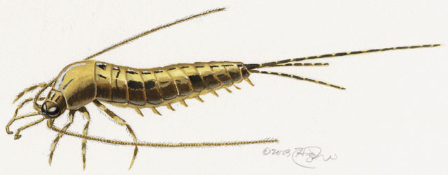 Petrobius_brevistylis