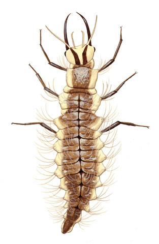 Chrysopidae