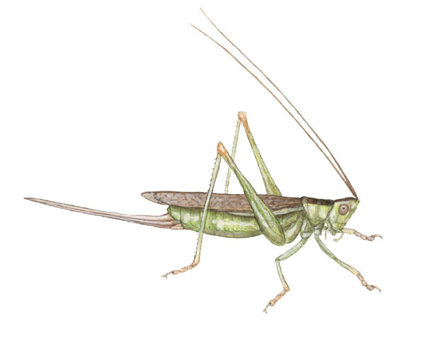 Tettigoniidae