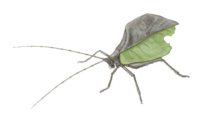 Orthoptera