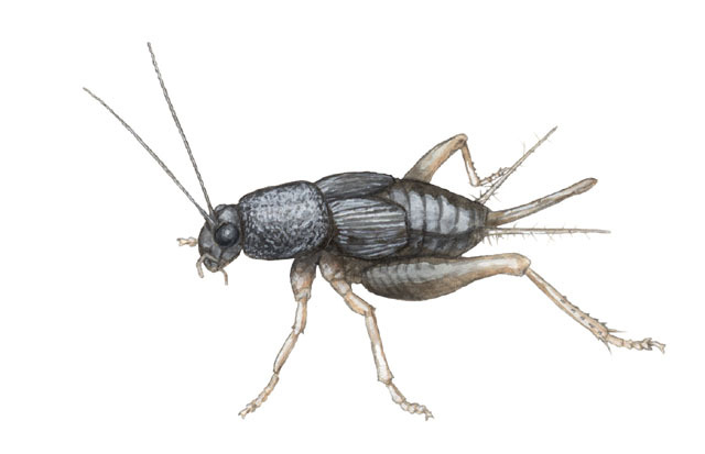 Grylloidea