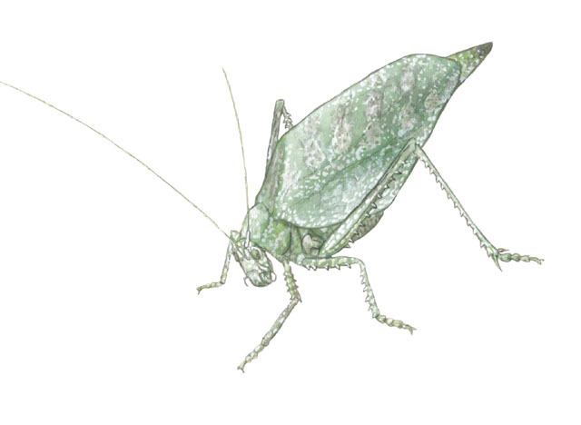 Orthoptera