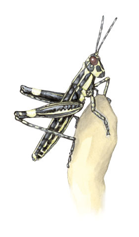 Pyrgomorphidae