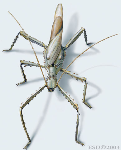 Heteropteryx_dilatata_male