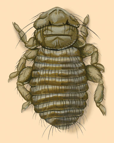 Menoponidae