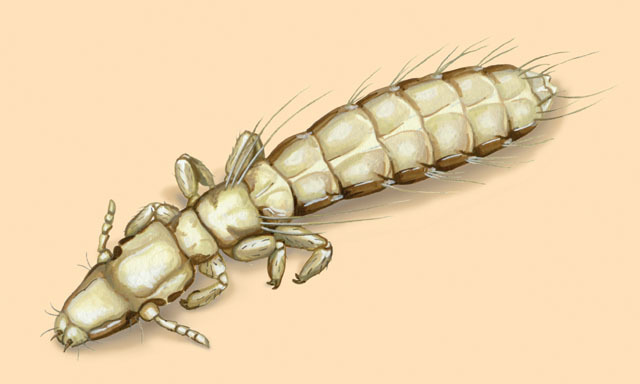 Philopteridae