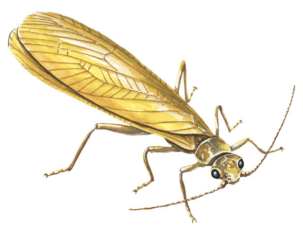 Plecoptera