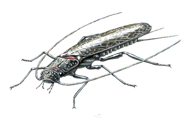 Plecoptera