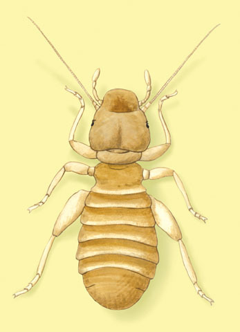 Liposcelis bostrychophila