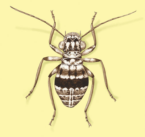 Insecta