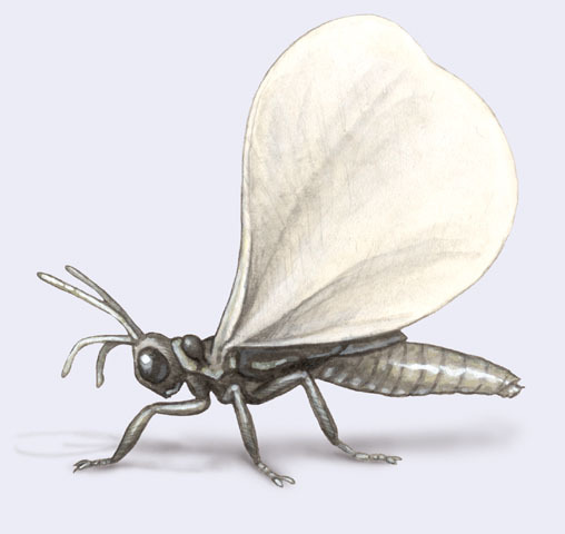 Myrmecolacidae