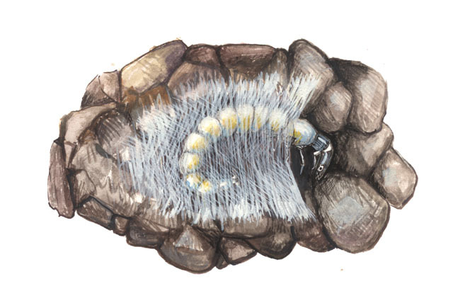 Philopotamoidea