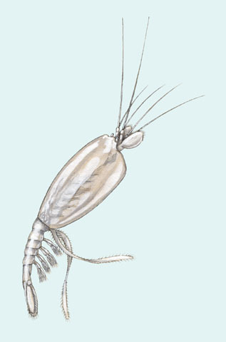 Amphionidacea