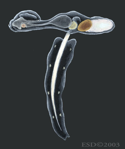 Urochordata