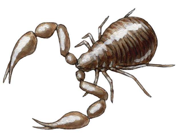 Cheliferoidea