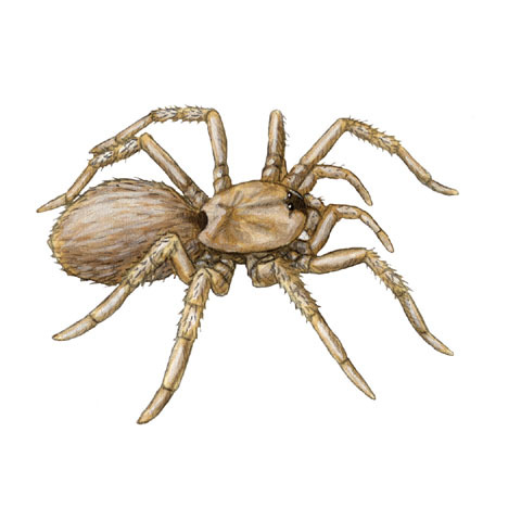 Arachnida