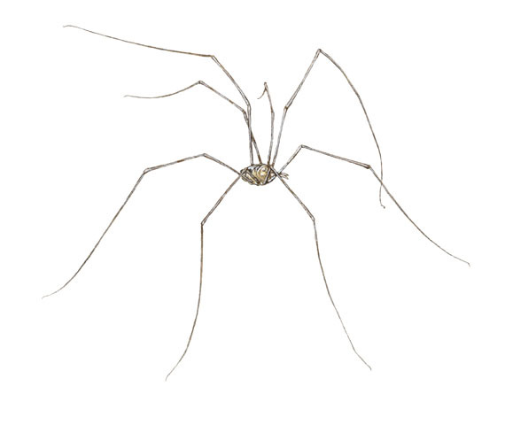 Arachnida