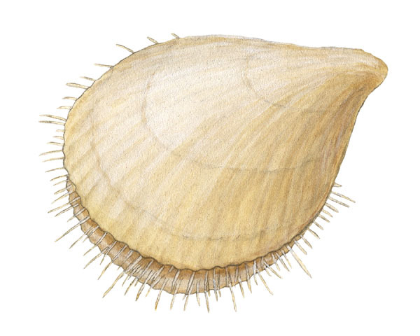 Photo of Terebratulina retusa
