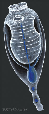 Urochordata