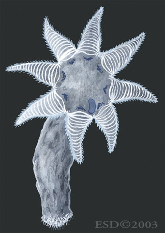 Ascidiacea