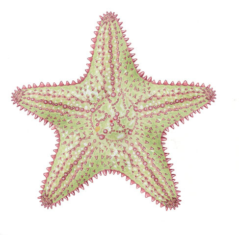 Echinodermata