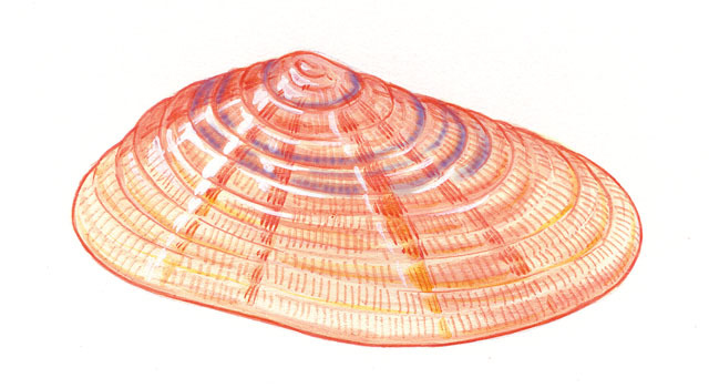 Mollusca