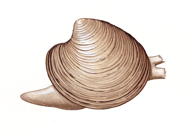 Veneridae