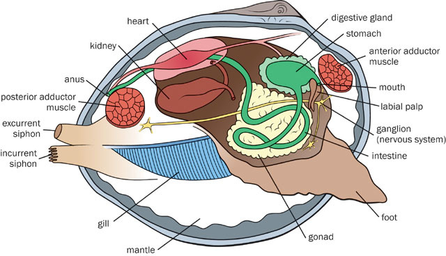 Lophotrochozoa