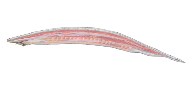 Epigonichthys_lucayanus