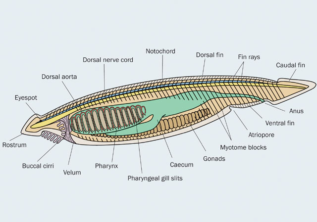 Chordata