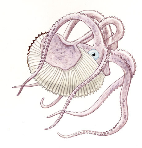 Cephalopoda