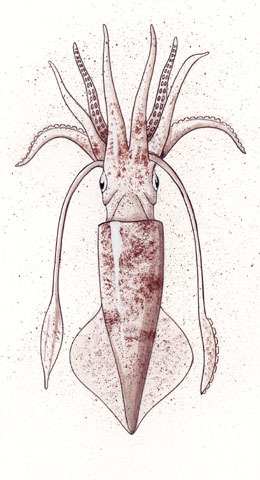 Loliginidae