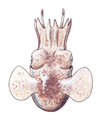 Stoloteuthis leucoptera