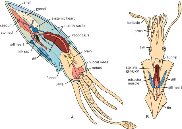 Cephalopoda