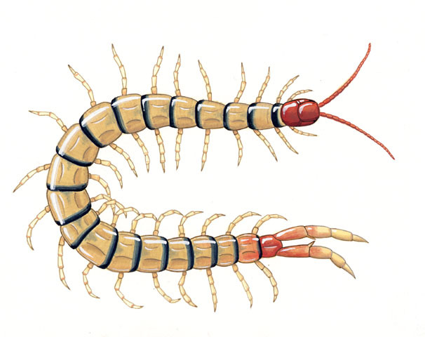 Scolopendridae