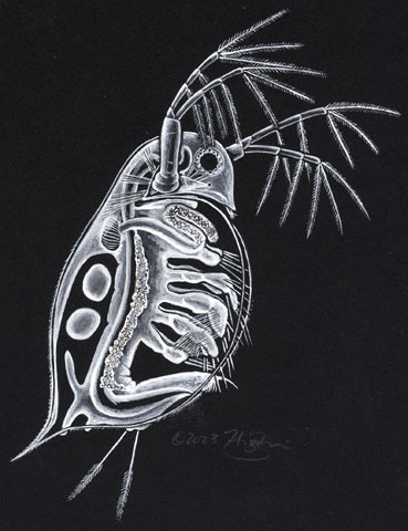 Daphnia