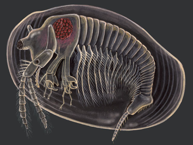 Eumetazoa