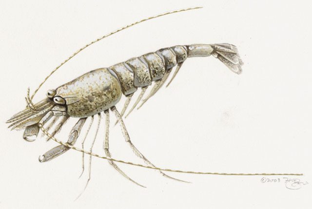 Crangon septemspinosa