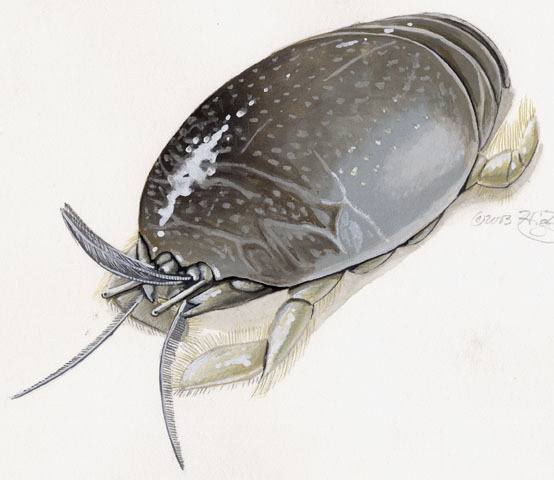 Hippoidea