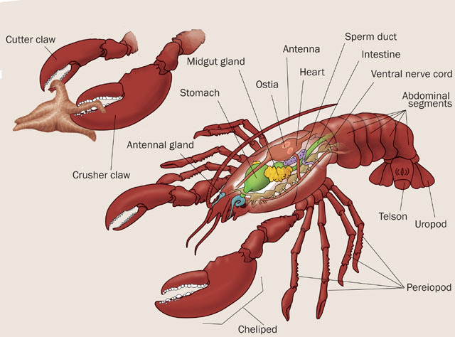 Malacostraca