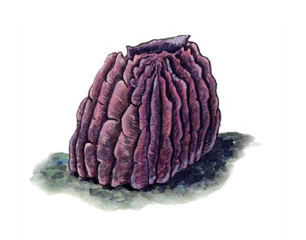 Porifera