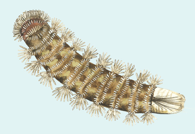 Ecdysozoa