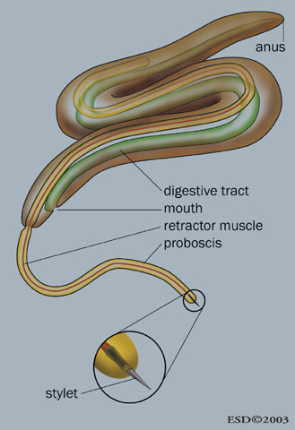 Eumetazoa