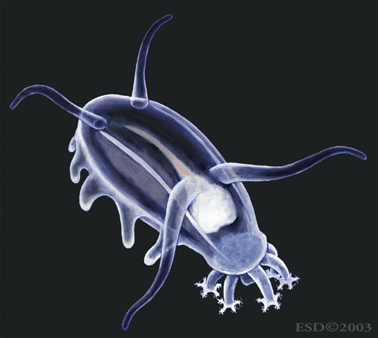 Holothuroidea