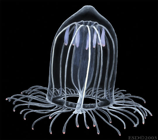 Cnidaria