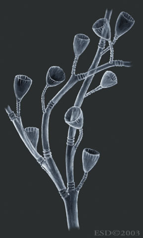 Hydrozoa