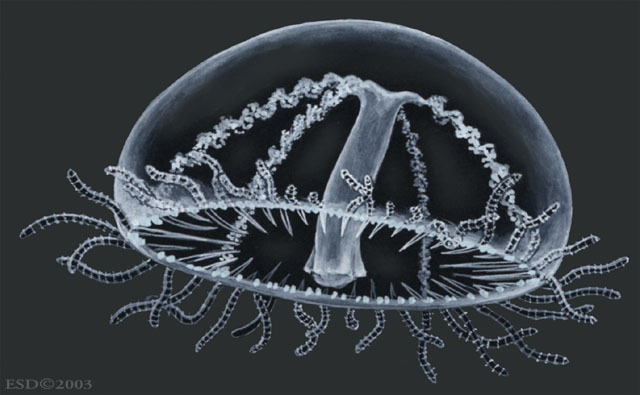 Hydrozoa