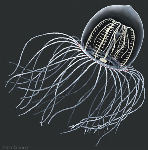 Hydrozoa