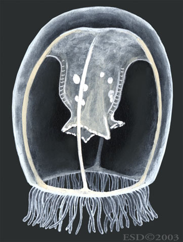 Turritopsis nutricula