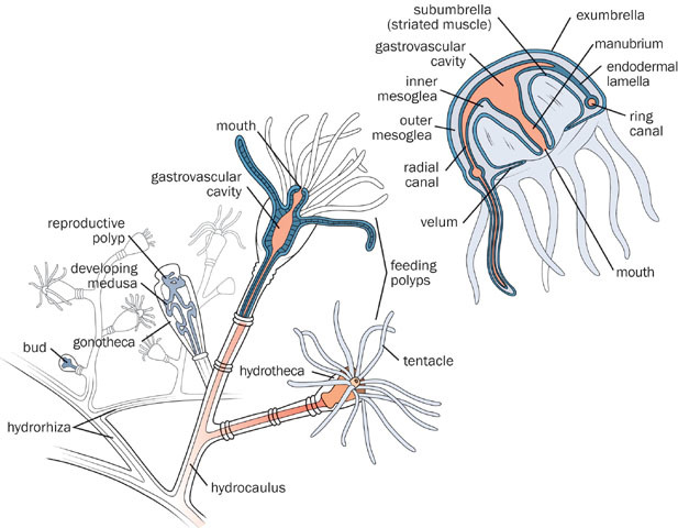 Eumetazoa